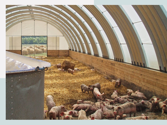 Строительство свинарников в Ялуторовске